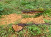 Pembalakan Liar di TWA Pinus Lembanna Gowa, Ancam Kelestarian Alam.